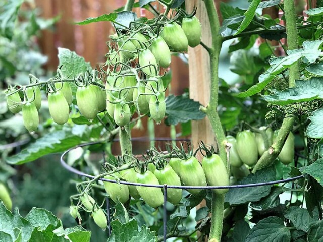 Loại quả được đánh giá tốt nhất thế giới, 15.000 đồng/kg bán đầy chợ Việt, trẻ ăn 1 bát cao thêm vài cm mỗi năm