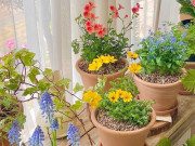 Nhà đẹp - Từ giờ tới cuối năm, trồng 5 loại hoa này vừa đẹp vừa thơm, tiền bạc ùn ùn kéo vào nhà