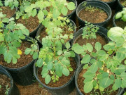 Yêu con - Loại rau giàu canxi gấp 4 lần sữa, vitamin C gấp 7 lần cam, trẻ ăn một bát da trắng mịn, tóc mọc như suối phun