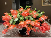 Nhà đẹp - Trồng loài hoa đỏ rực này nên theo quy tắc "1 ít, 1 nhiều, 1 thường xuyên", hoa nở như điên chơi từ giờ đến Tết