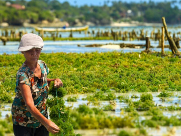 Loại rau dại mọc ở biển xưa người Việt chẳng ngó ngàng, nay được xem như thuốc tiên, ăn 1 thìa bằng uống ly sữa bò