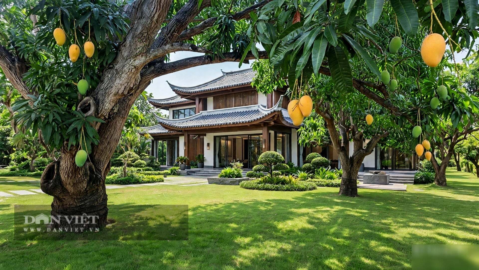 1. Cây cảnh: Xoài – Tán của bậc quân tử và sự vượng phát