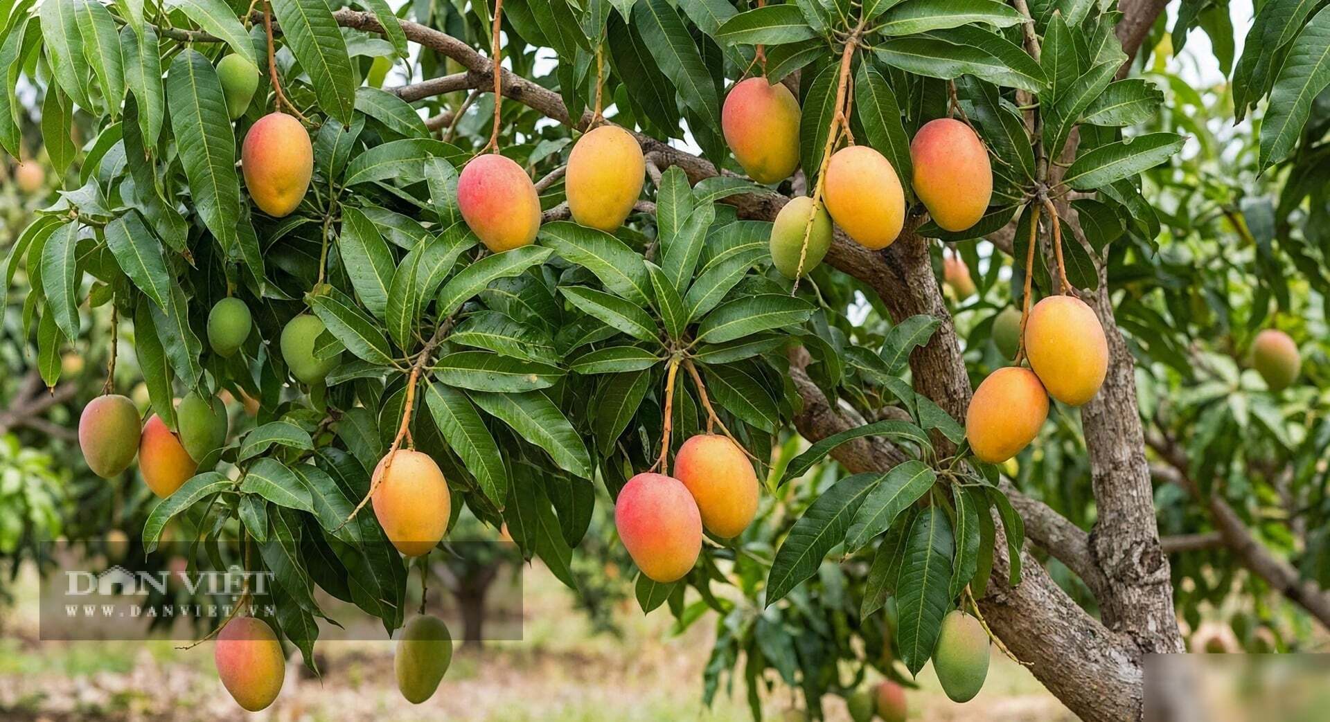 Vẻ đẹp của cây cảnh là vẻ đẹp no đủ