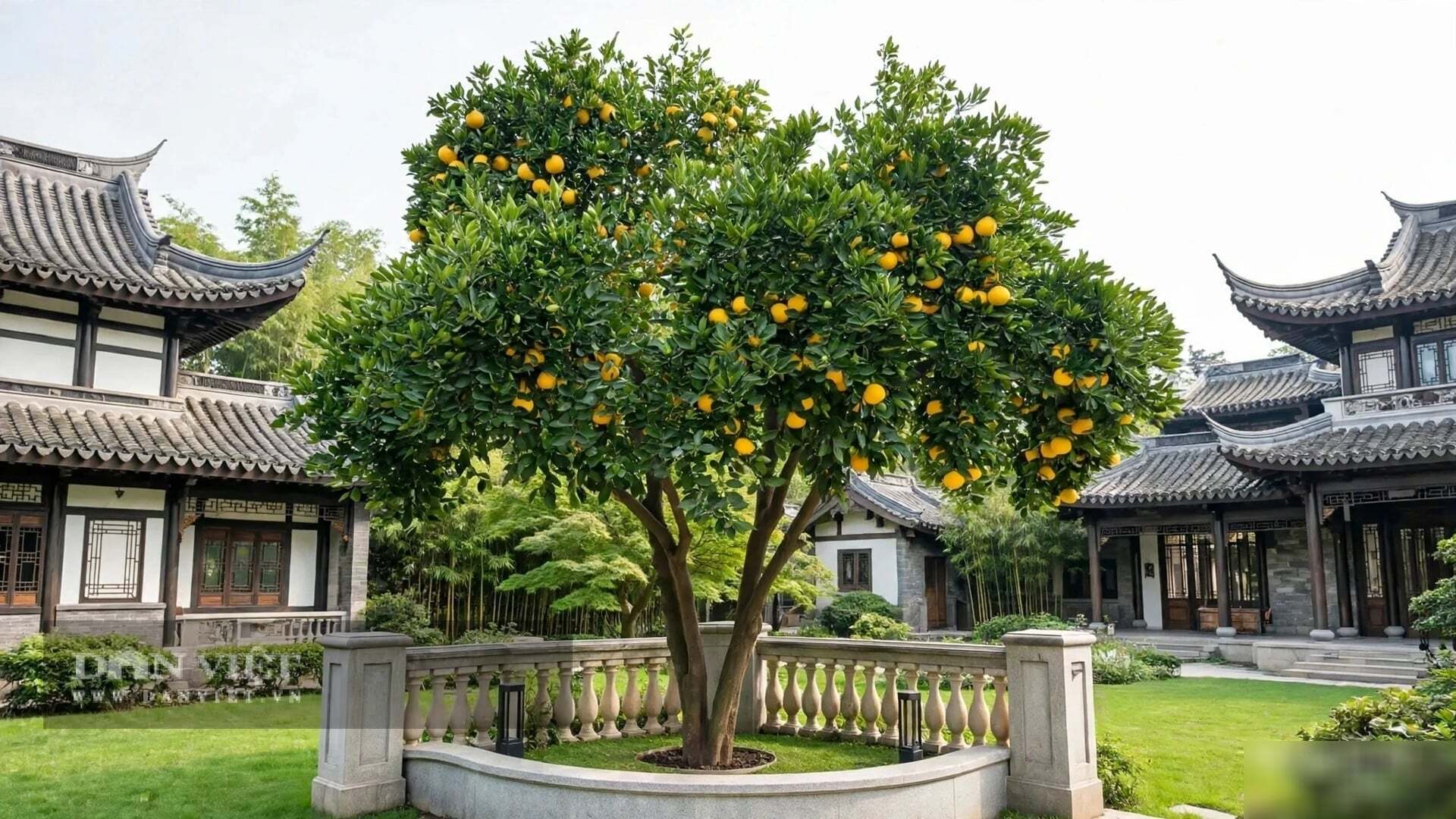 Hương bưởi không nồng nàn như hoa sữa