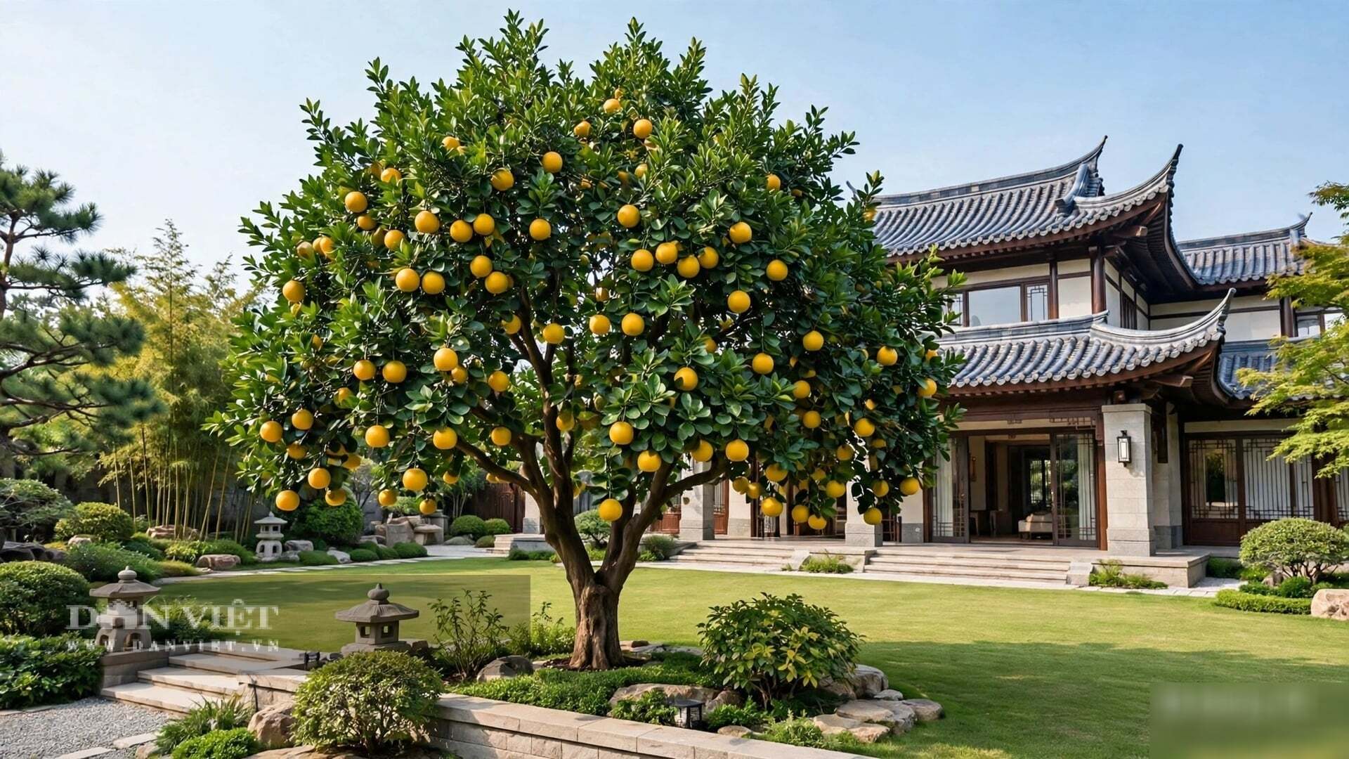 Bưởi là cây mang năng lượng đoàn viên và phúc lộc