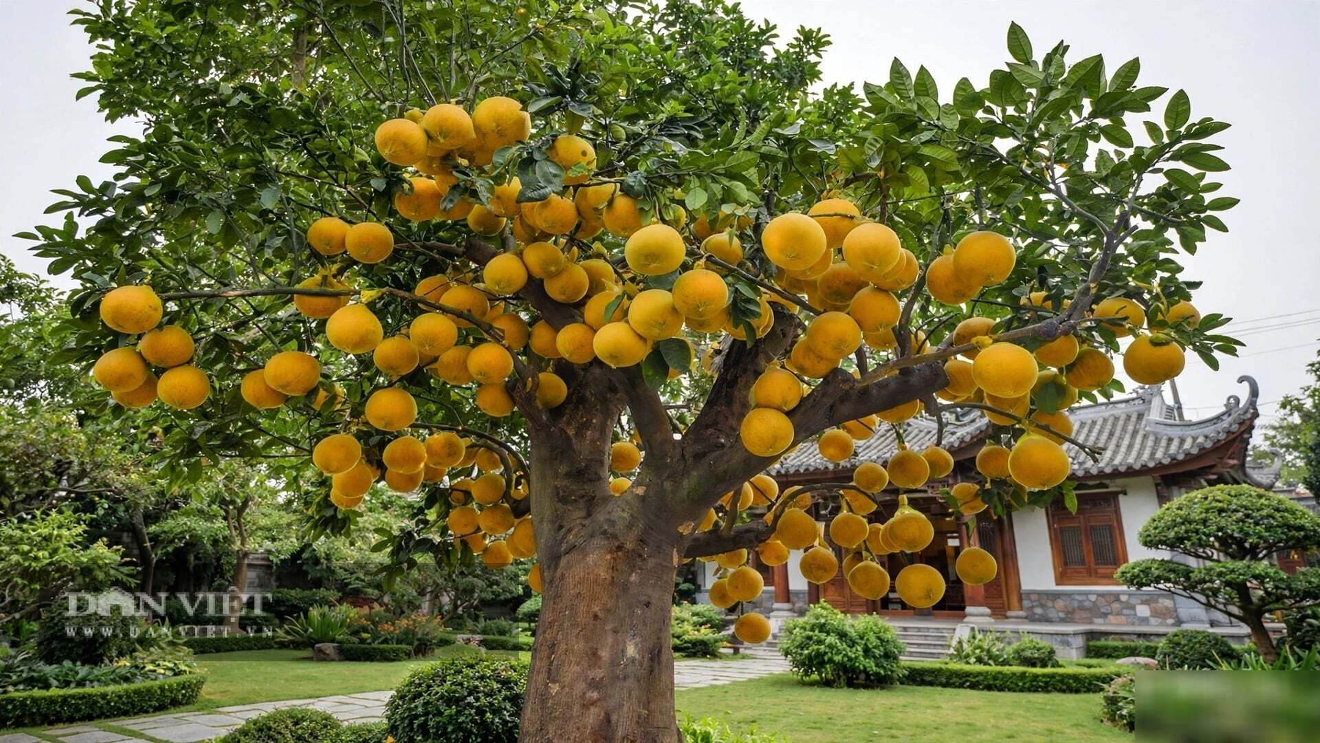 Trồng một cây cảnh là trồng một mùi hương để nhớ.