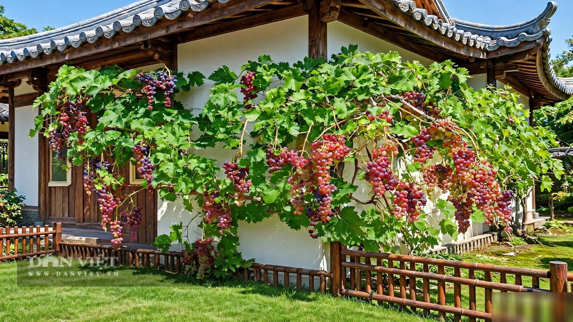 Chỉ tưới khi đất đã khô hẳn.