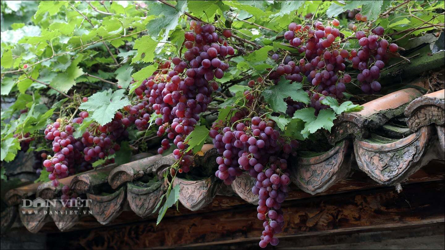 Nho là cây cảnh của nắng.
