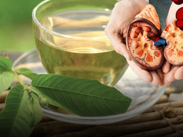 Uống nước lá ổi mỗi ngày có làm hỏng thận như lời đồn trên mạng?