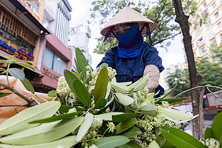 Hà Nội cắt tỉa hoa sữa, nhiều người tranh thủ nhặt mang về cắm