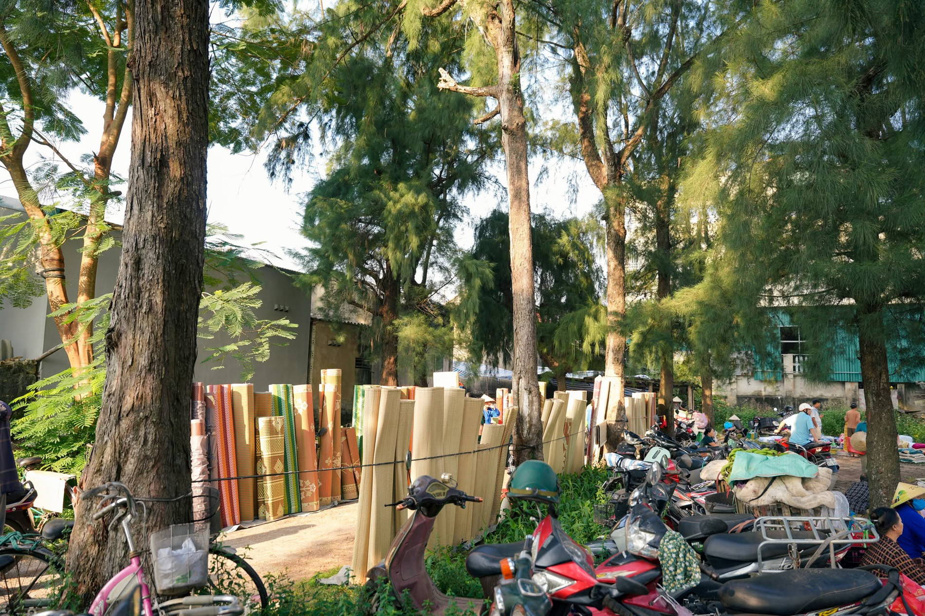 Không gian chợ xanh mát nhờ được che chắn bởi những rặng phi lao