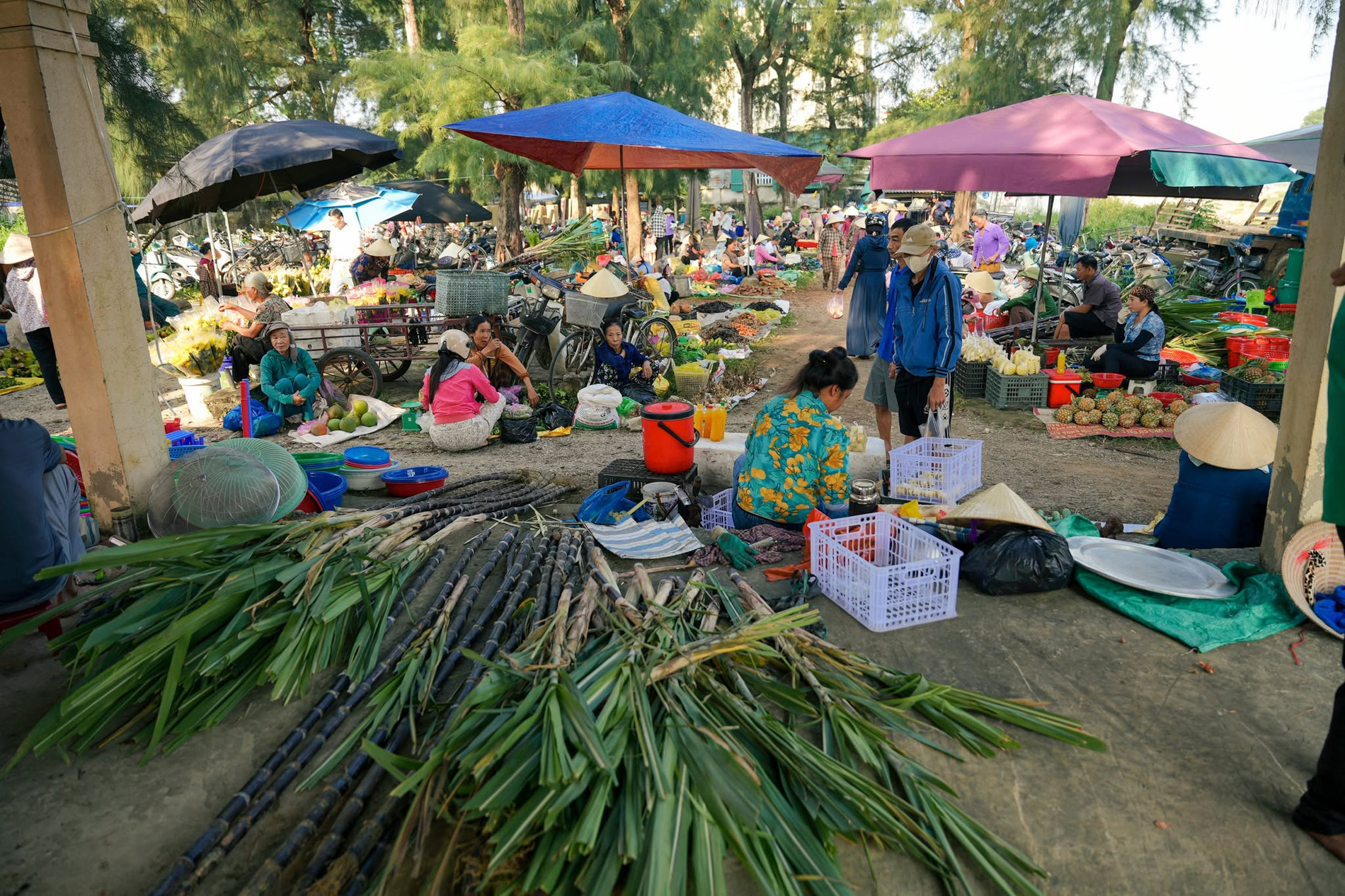 Chợ ở Thanh Hoá nằm giữa rặng phi lao xanh mát, bán đủ món ngon dân dã - 11