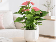 Nhà đẹp - 3 cây cảnh có hoa quanh năm, vừa đẹp nhà vừa hút tài lộc