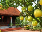Nhà đẹp - Vị trí trồng cây bưởi mang lại may mắn và những lưu ý khi trồng cây bưởi trước nhà