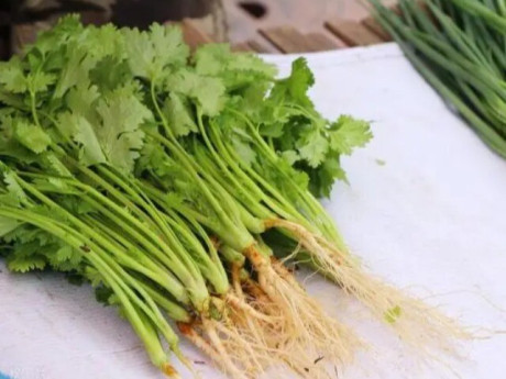 Rau mùi mua về cho ngay vào tủ lạnh là sai lầm, làm thế này, rau để được lâu chẳng lo héo úa