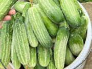 Bếp Eva - Mua dưa chuột, chọn quả đầu to hay nhỏ hơn thân thì ngon, người nông dân nói sự thật không ai ngờ
