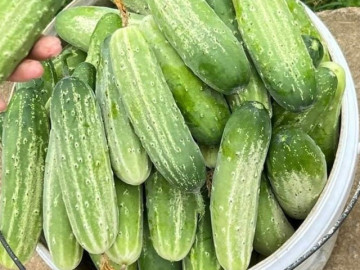 Bếp Eva - Mua dưa chuột, chọn quả đầu to hay nhỏ hơn thân thì ngon, người nông dân nói sự thật không ai ngờ