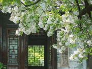 Eva tám - Ngày sinh Âm lịch của người càng về già càng sung túc, ít lo nghĩ