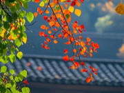 Eva tám - Ngày sinh Âm lịch của người có phúc phần, càng trưởng thành càng dễ gặp may mắn