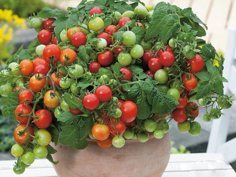 Cây ăn quả quen thuộc “lên chậu” thành bonsai đẹp lạ, giá tiền triệu vẫn đắt khách nhờ ý nghĩa phong thủy