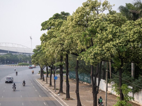 Cận cảnh những hàng hoa sữa nở trắng trời "bủa vây" người Hà Nội