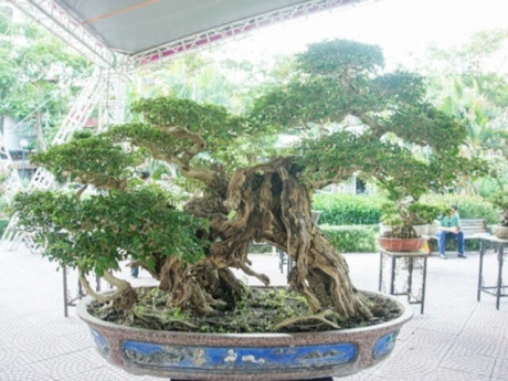 Cây mọc bờ rào “lên chậu” thành bonsai dáng đẹp, được săn lùng nhờ ý nghĩa phong thủy, có cây giá gần 1 tỷ đồng