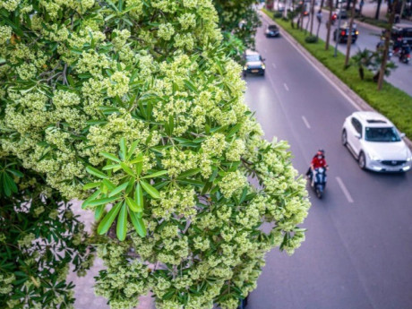 Hoa sữa nở nồng nặc, người dân có được tự ý cắt tỉa cây trước nhà?
