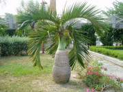 Tin tức - Cây cho quả quen thuộc được "hô biến" thành bonsai, vừa đẹp vừa mang ý nghĩa phong thủy, giá tiền triệu vẫn được săn lùng