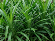 Sức khỏe - Lá dứa có tác dụng gì?