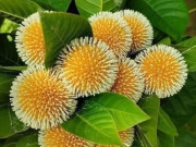 Lifestyle - Loại quả dại "lên đời" thành đặc sản, có tiền cũng khó mua
