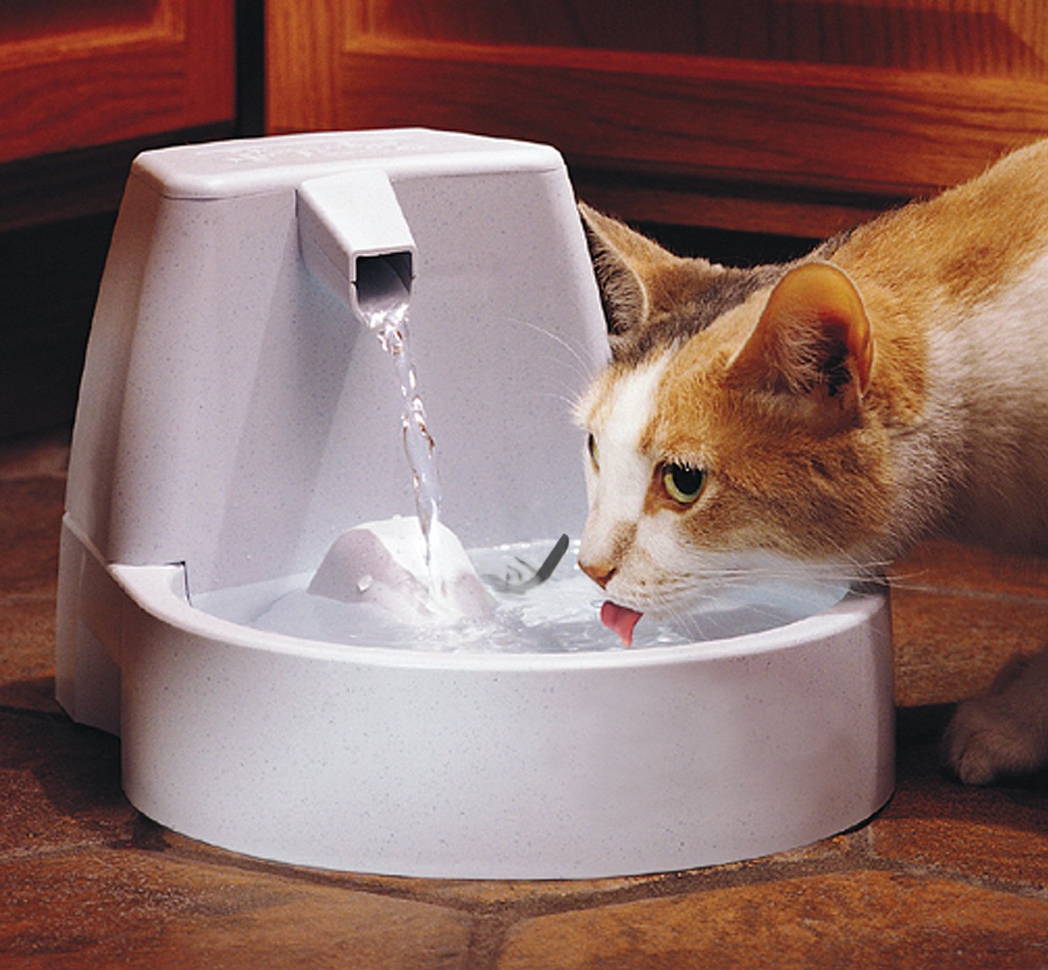 Đừng để thú cưng của bạn khát nước