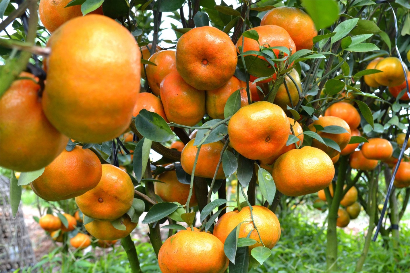 Nhất định phải thưởng thức quýt hồng Lai Vung