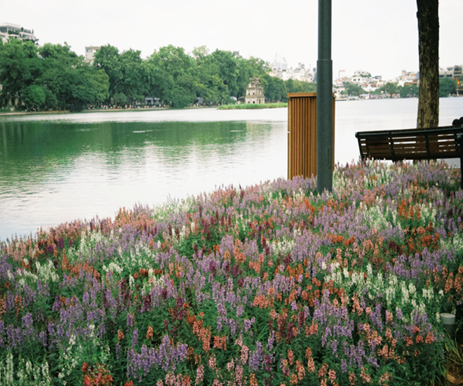 Hồ Gươm Thơ Mộng Với Sắc Hương Violet Ngập Tràn
