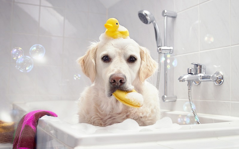 Giữ gìn cơ thể thú cưng sạch sẽ