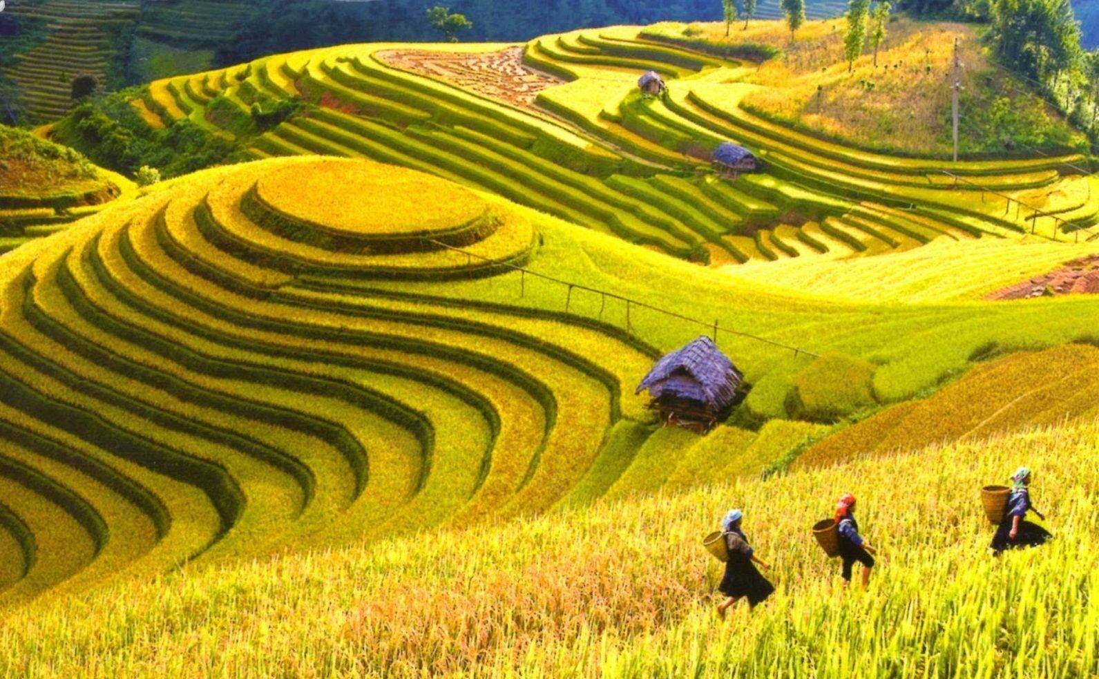 Check-in “mùa vàng” Lai Châu
