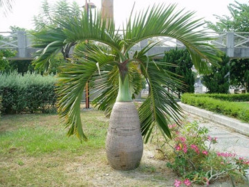Cây cho quả quen thuộc được "hô biến" thành bonsai, vừa đẹp vừa mang ý nghĩa phong thủy, giá tiền triệu vẫn được săn lùng