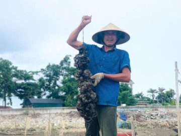 "Hái ra tiền" với nghề thả dây trên sông cho hàu bám
