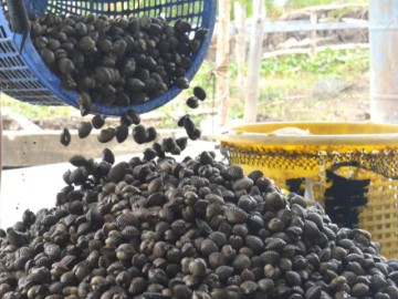 Nghề lạ ở Việt Nam: Nuôi con "1 vốn 4 lời", suốt ngày vùi dưới bùn, không phải chăm sóc, nông dân vươn lên làm giàu