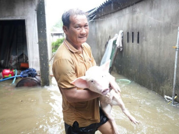 Nước ngập tràn vào nhà, người dân ở Quảng Ngãi bế lợn chạy lũ