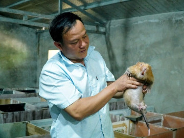 Bán nhà sàn, người đàn ông Thái "đánh cược" 500 triệu vào dúi, cầy hương
