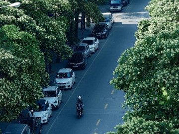 Hà Nội dịch chuyển bớt cây hoa sữa để bảo vệ sức khoẻ người dân