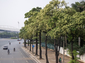 Cận cảnh những hàng hoa sữa nở trắng trời "bủa vây" người Hà Nội
