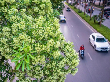Hà Nội rà soát mật độ cây hoa sữa trồng tại khu dân cư, trường học, bệnh viện