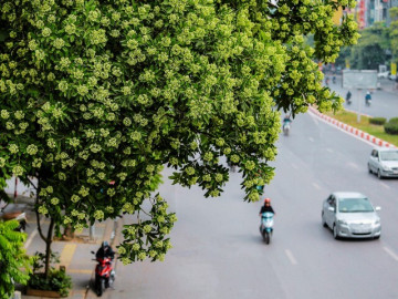 Dân mạng gọi sống cạnh cây hoa sữa là "thử thách sinh tồn", khoe đủ cách đối phó
