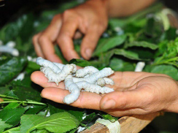 Tin tức - Nghề lạ ở Việt Nam: Nuôi con nhả ra thứ quý như vàng, nông dân vươn lên làm giàu từ hai bàn tay trắng