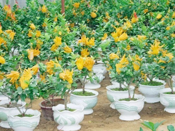 Tin tức - Loại cây lấy quả có hình thù kỳ lạ “lên chậu” thành bonsai, giá chục triệu đồng, đắt khách nhờ ý nghĩa phong thủy đặc biệt