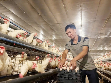 Bỏ nghề viễn thông, vợ chồng 9X nuôi gần 40.000 con gà, lãi 1 tỷ đồng/năm