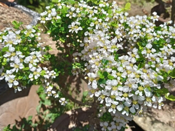 Tin tức - Cây cảnh bonsai có tên rất lạ, dáng thế độc đáo được nhiều đại gia săn đón, giá đắt đỏ nhờ ý nghĩa phong thủy