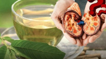 Uống nước lá ổi mỗi ngày có làm hỏng thận như lời đồn trên mạng?