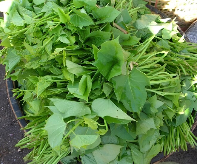 Người nông dân thu hoạch rau lang non, bó thành từng bó để mang đi tiêu thụ - Ảnh minh hoạ